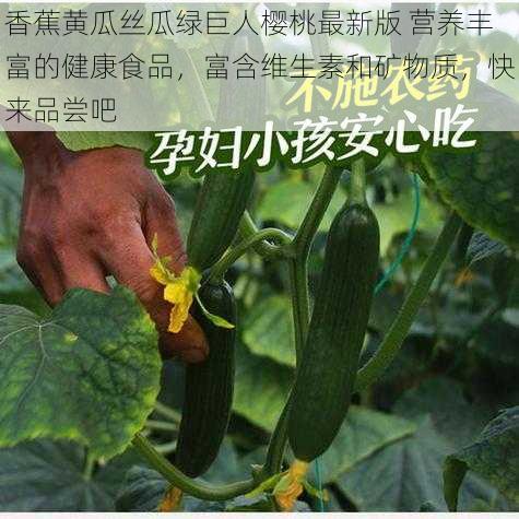 香蕉黄瓜丝瓜绿巨人樱桃最新版 营养丰富的健康食品，富含维生素和矿物质，快来品尝吧