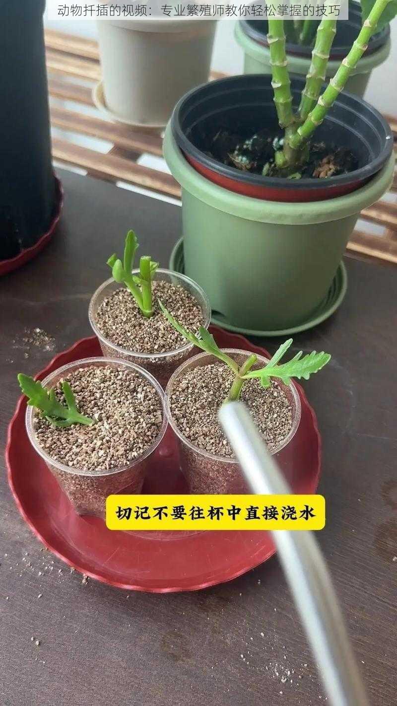 动物扦插的视频：专业繁殖师教你轻松掌握的技巧